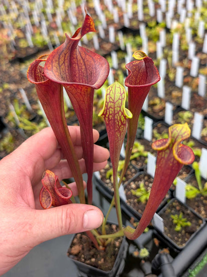 ASTA 2 : Sarracenia flava var. atropurpurea "Lidless" GC Selections