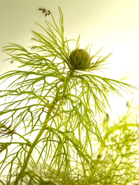 Utricularia australis