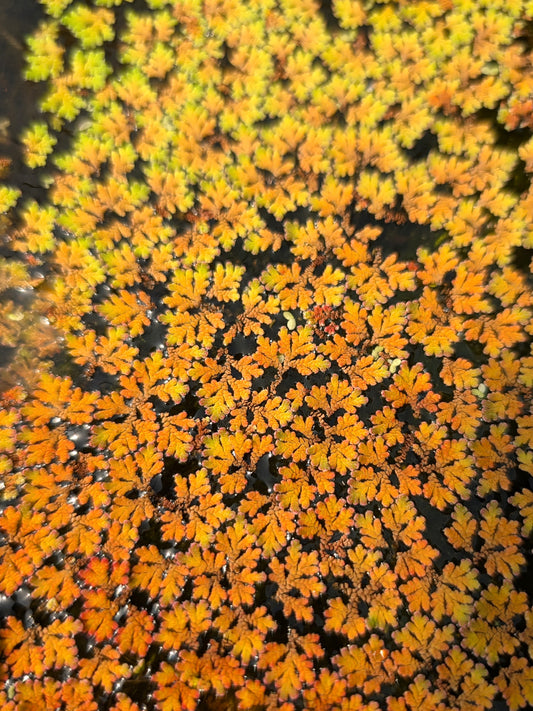 Azolla caroliniana - Pianta galleggiante