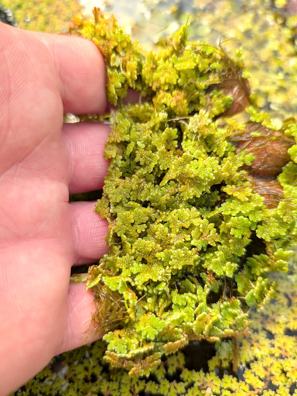 Azolla caroliniana - Pianta galleggiante