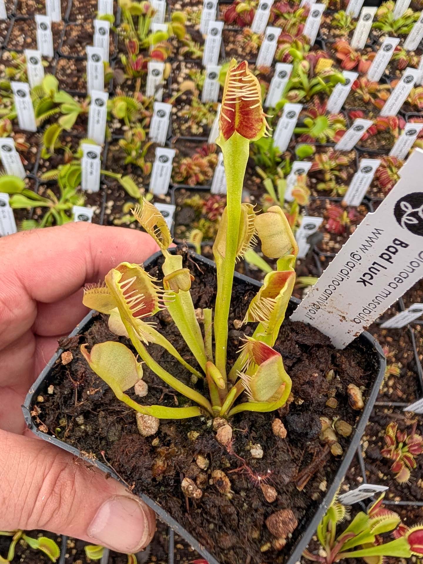 Dionaea muscipula Bad Luck