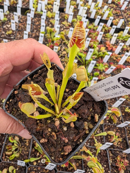 Dionaea muscipula Bad Luck