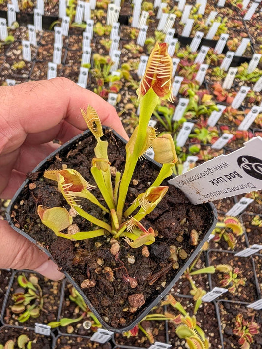 Dionaea muscipula Bad Luck