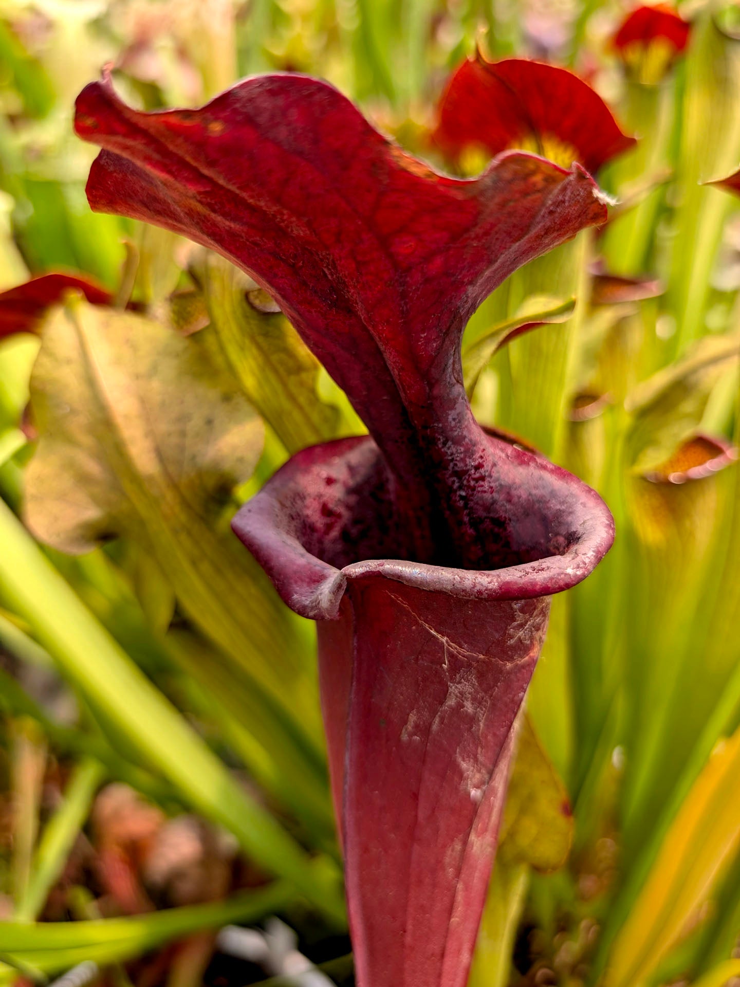 Sarracenia "Bagheera"