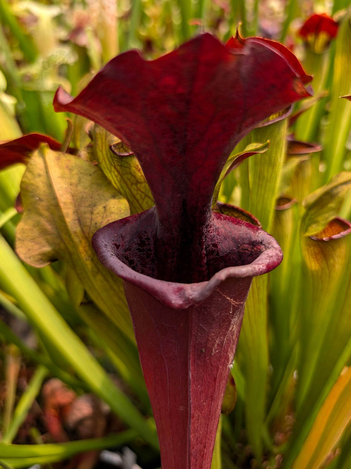 Sarracenia "Bagheera"