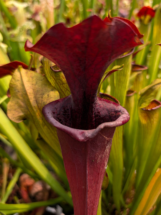ASTA 7 : Sarracenia 'Bagheera'  Medium-Large Size