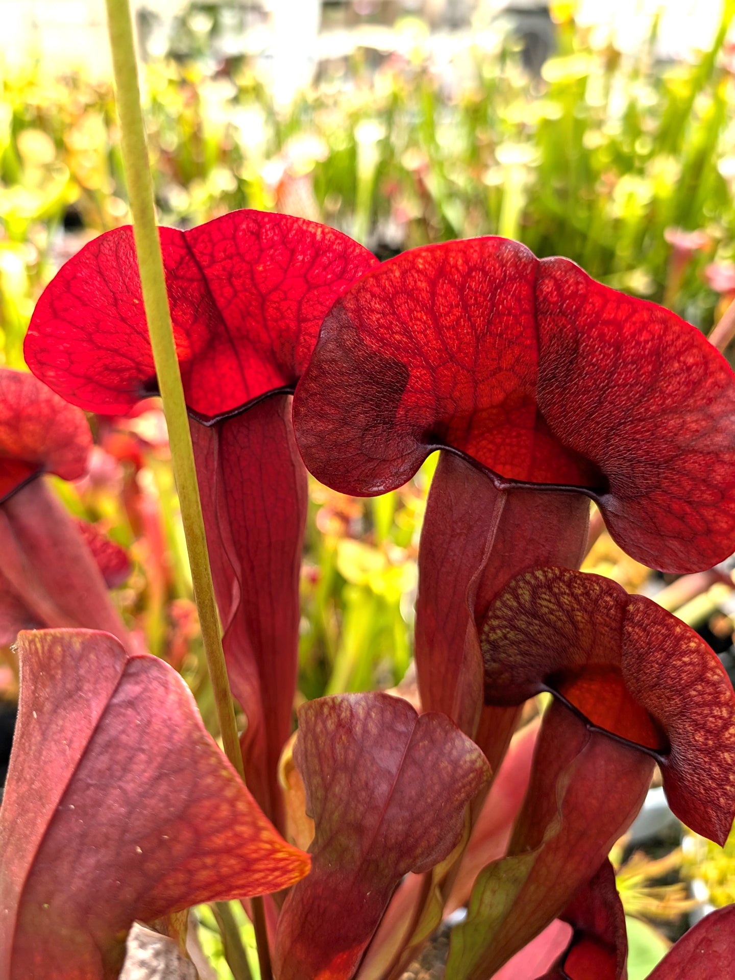Sarracenia "Beard"
