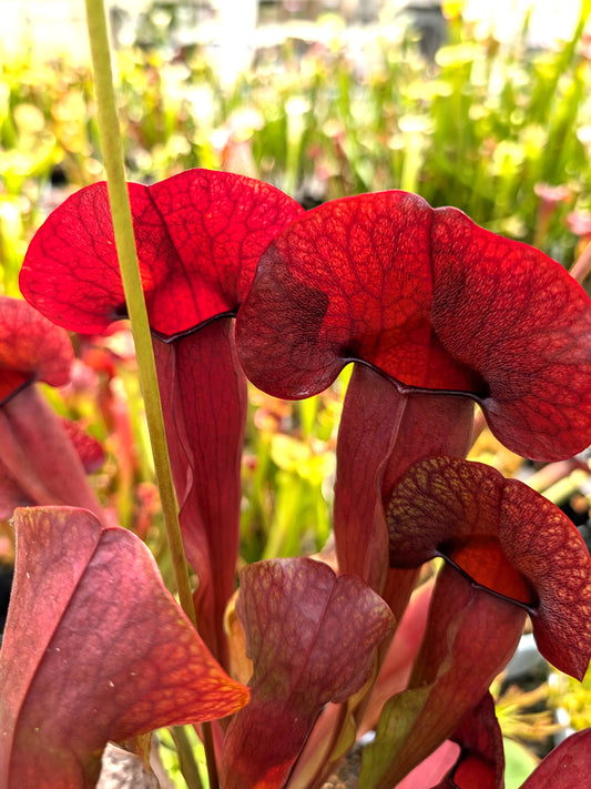 Sarracenia "Beard"