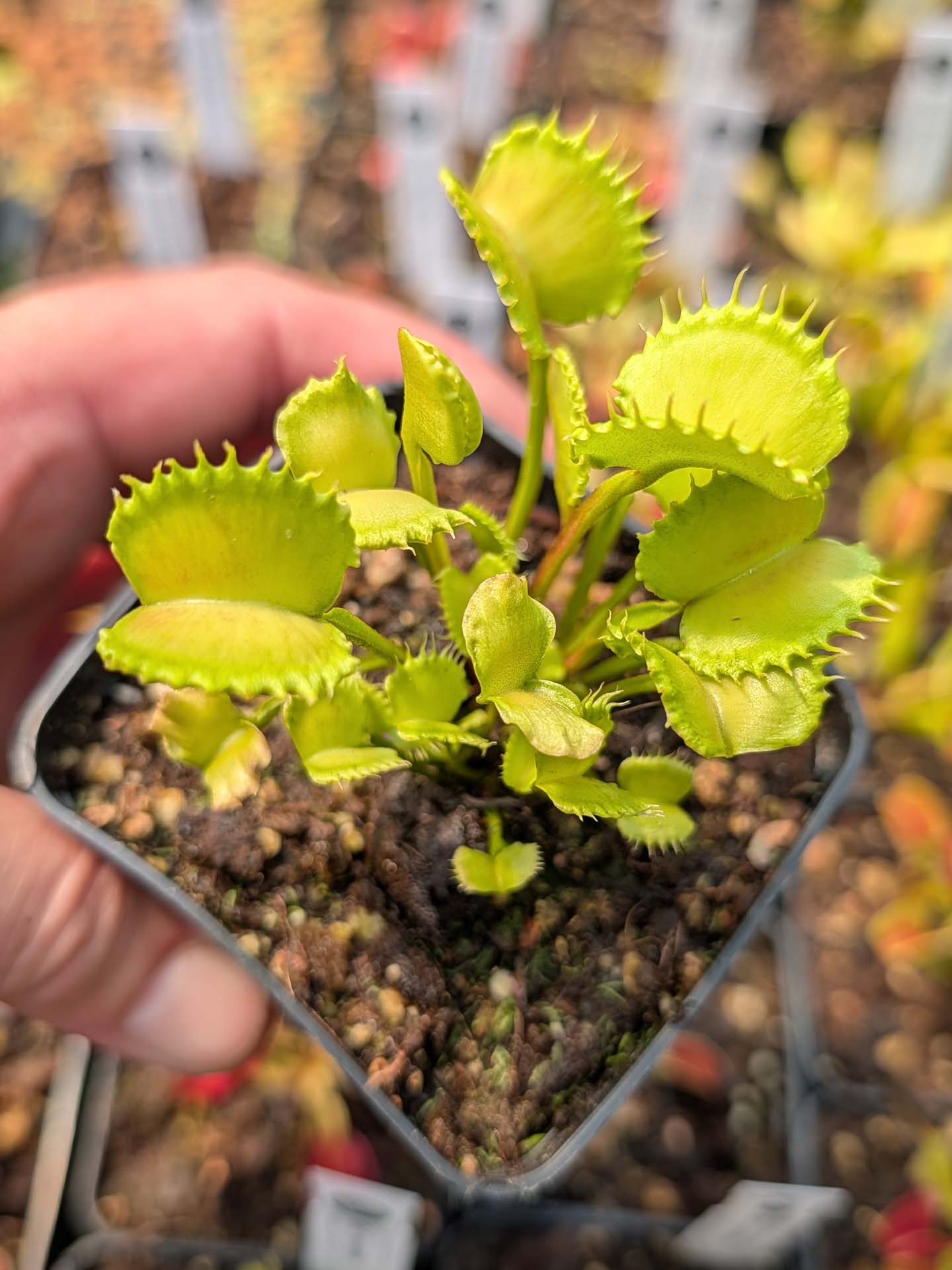 Dionaea muscipula Bastard Werewolf