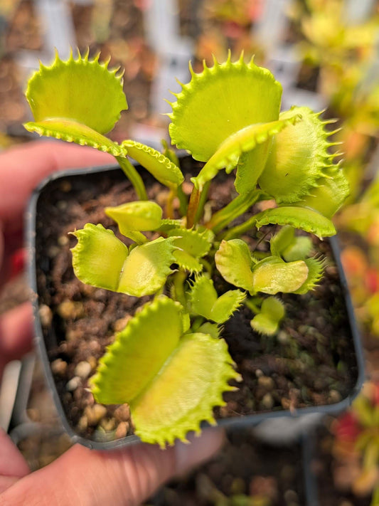Dionaea muscipula Bastard Werewolf