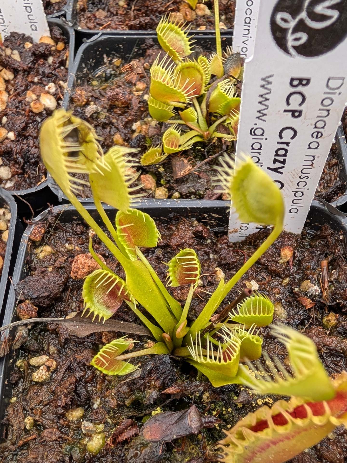Dionaea muscipula  Crazy Cup Trap
