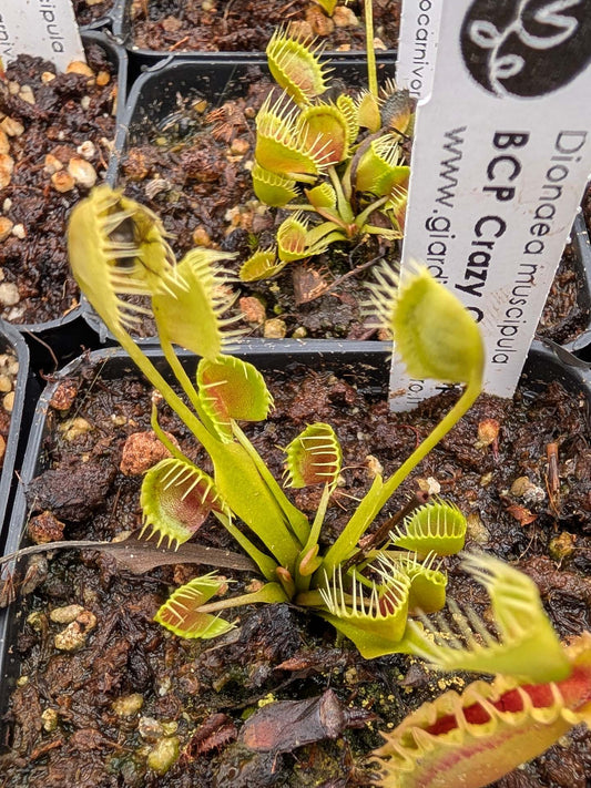 Dionaea muscipula  Crazy Cup Trap