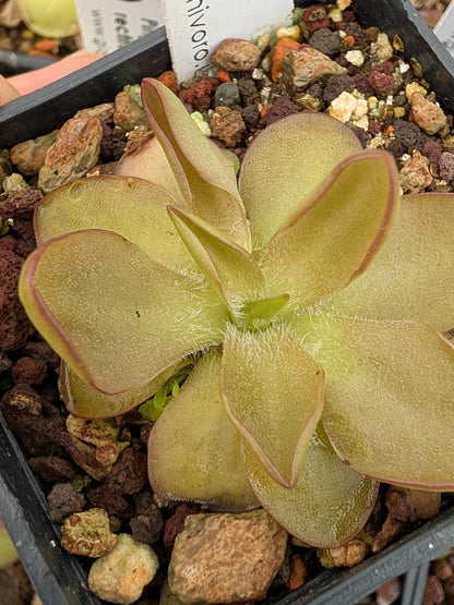 Pinguicula CV 'BCP Crystal'