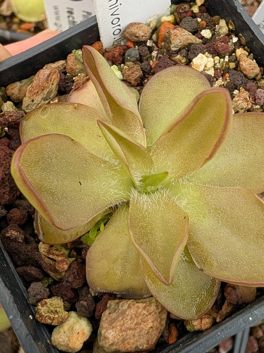 Pinguicula CV 'BCP Crystal'