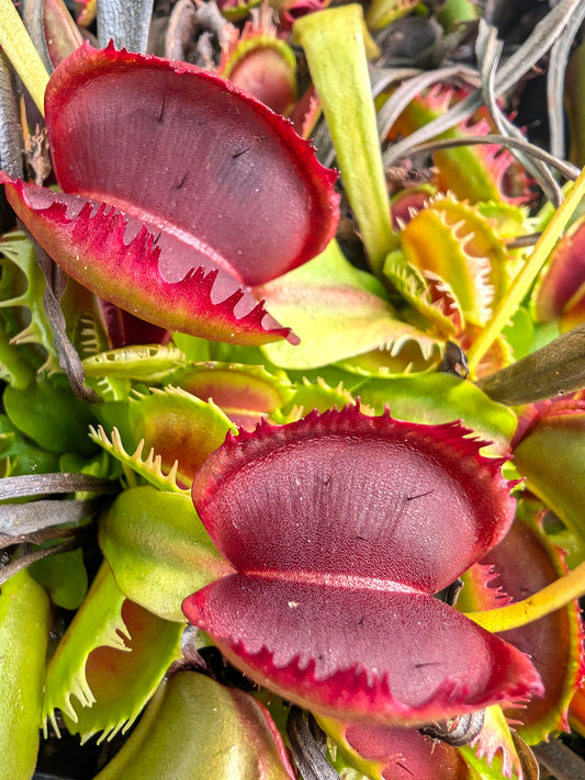 Dionaea muscipula  Fuzzy tooth BCP