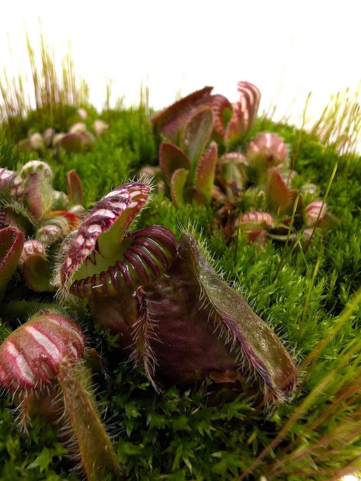 Cephalotus follicularis "BCP Very Dark in Winter"