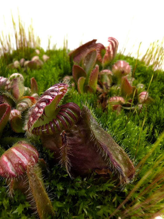 Cephalotus follicularis "BCP Very Dark in Winter"