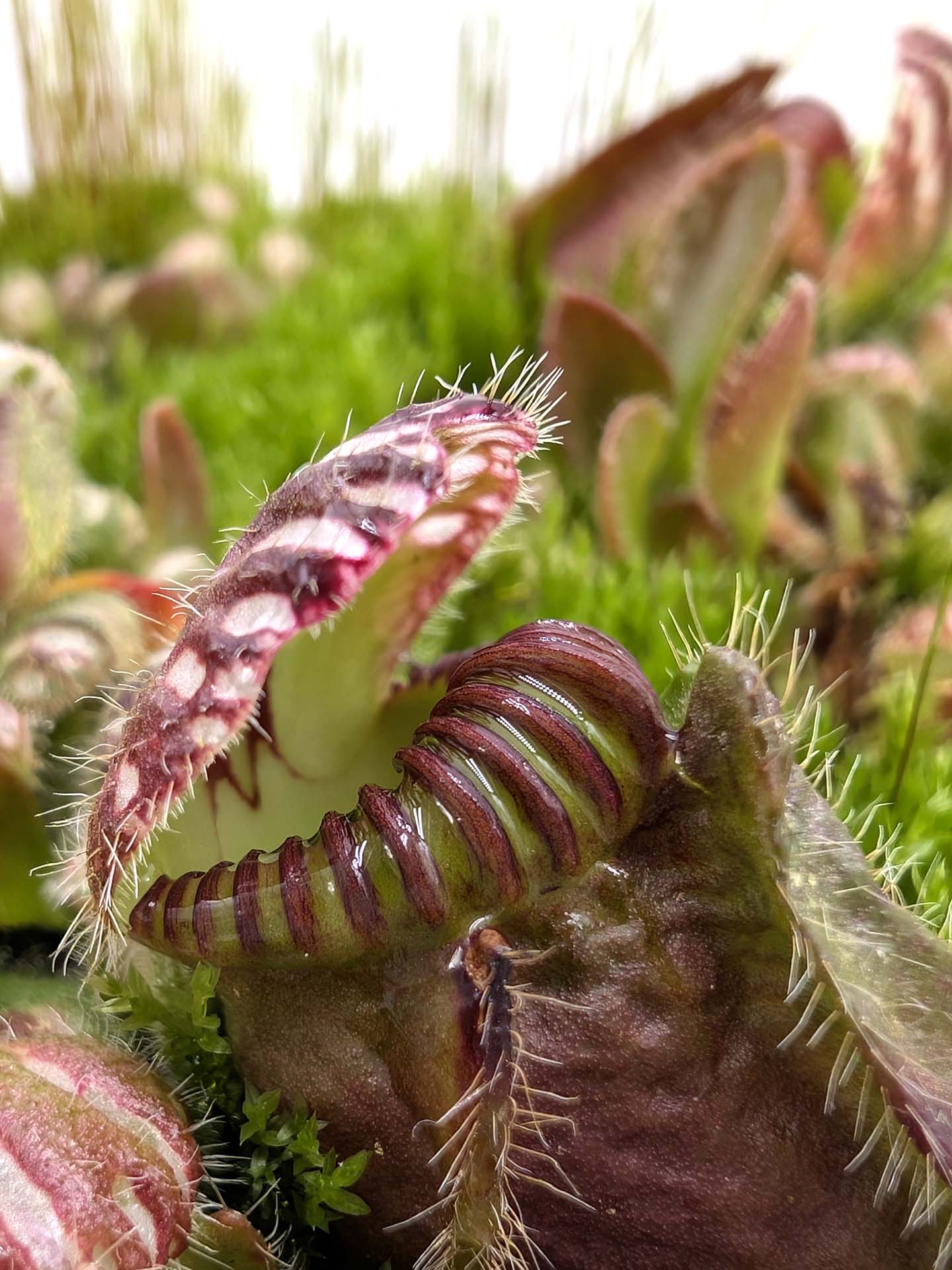 Cephalotus follicularis "BCP Very Dark in Winter"