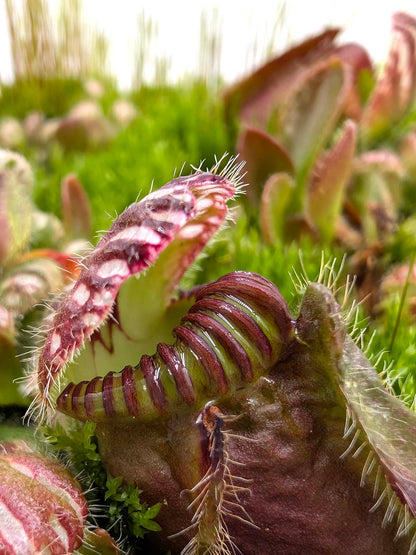 Cephalotus follicularis "BCP Very Dark in Winter"