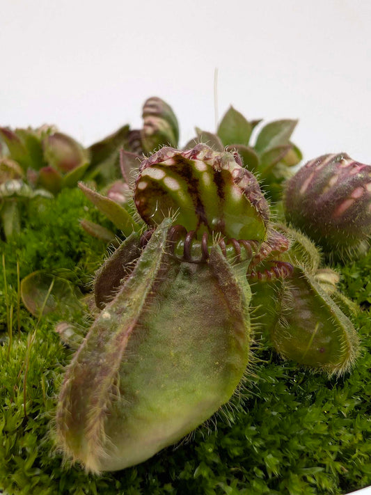 Cephalotus follicularis "BCP Vigorous Clone"