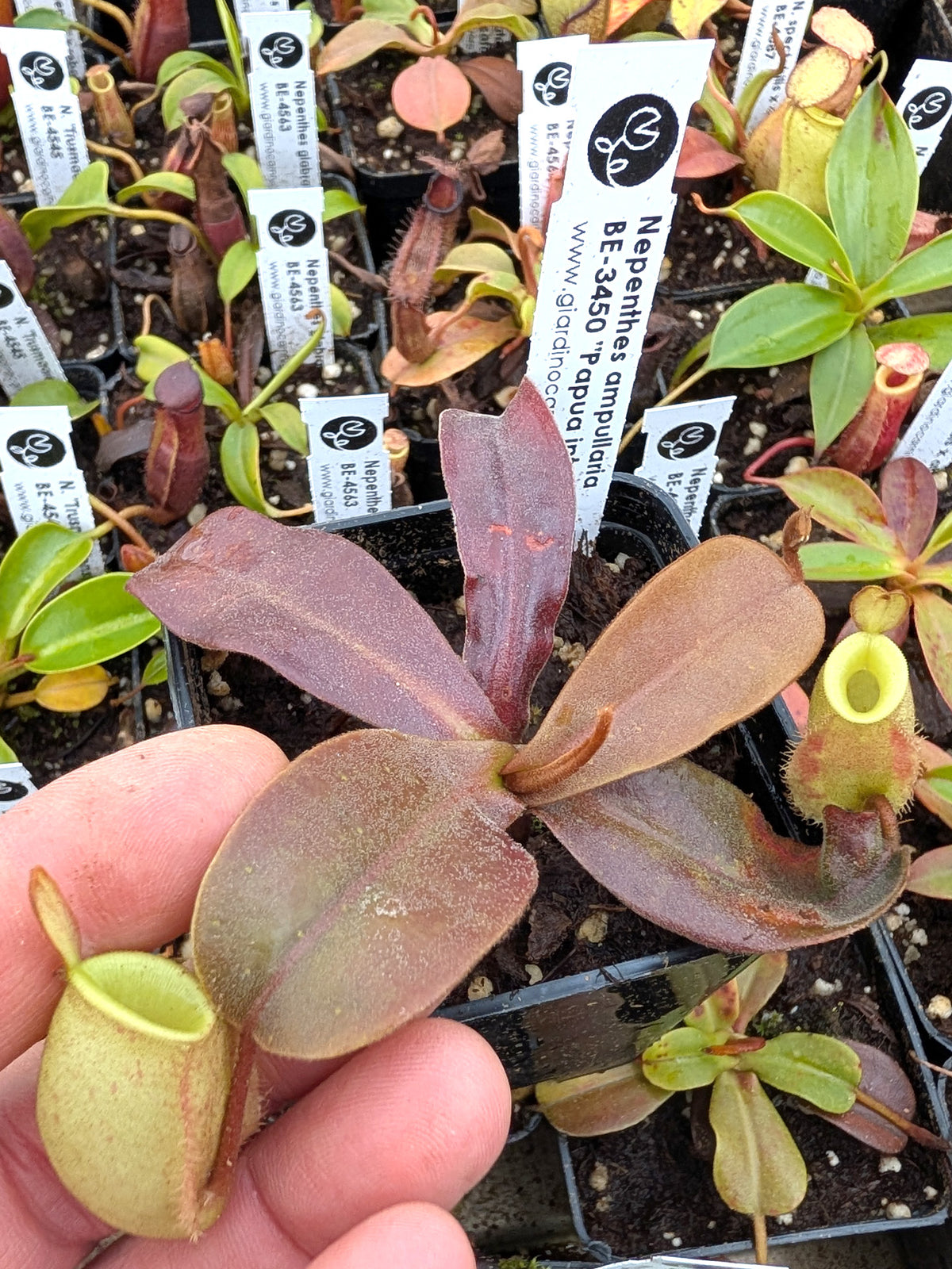 Nepenthes ampullaria "Papua intermediate" BE-3450