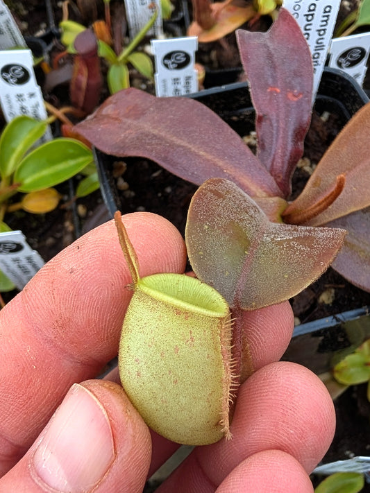 Nepenthes ampullaria "Papua intermediate" BE-3450