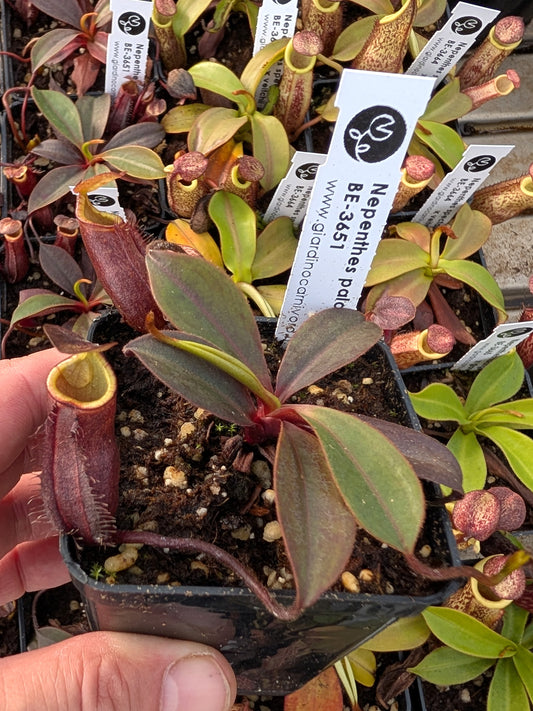 Nepenthes palawanensis BE-3651
