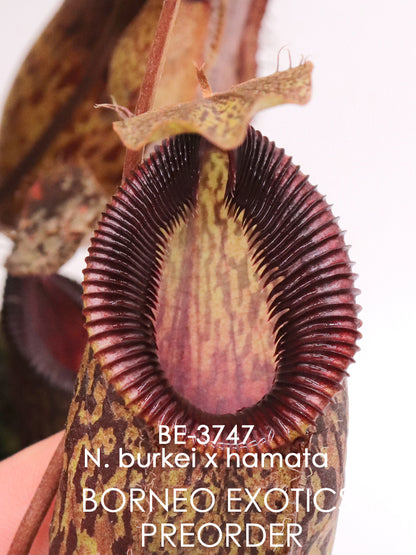 Nepenthes burkei x hamata  BE-3747