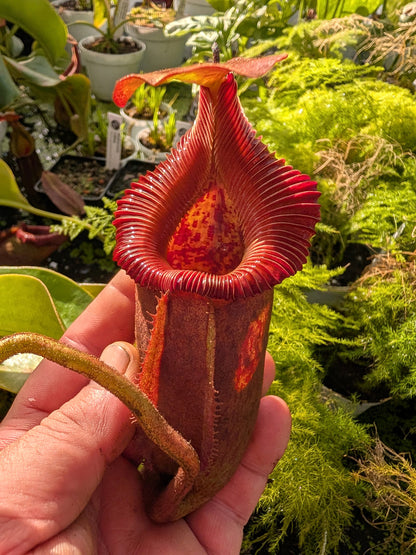 Nepenthes villosa x robcantleyi BE-4079