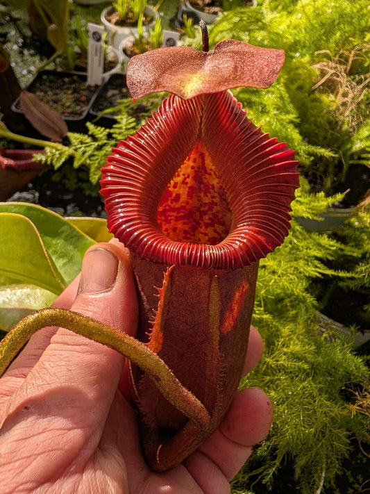 Nepenthes villosa x robcantleyi  BE-4079