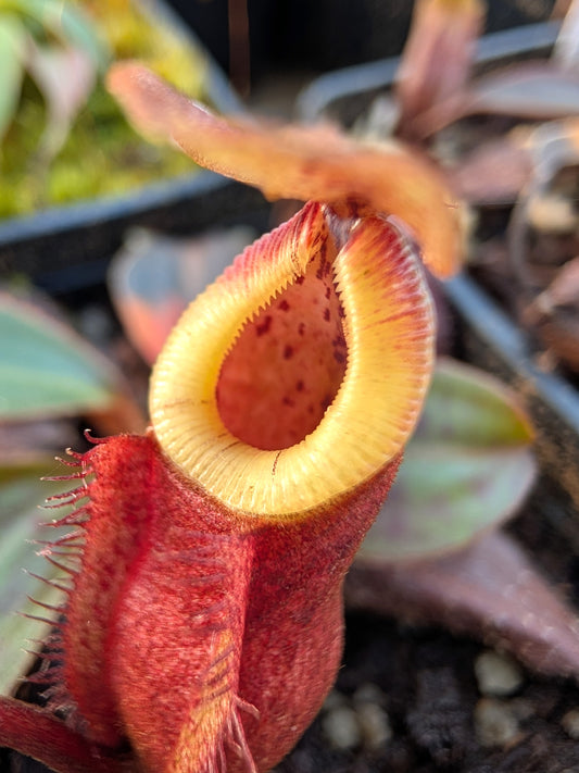 Nepenthes hamata x burbidgeae BE-4626