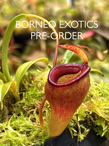 Nepenthes jamban Grex 2 "Assorted clones"  BE-4667