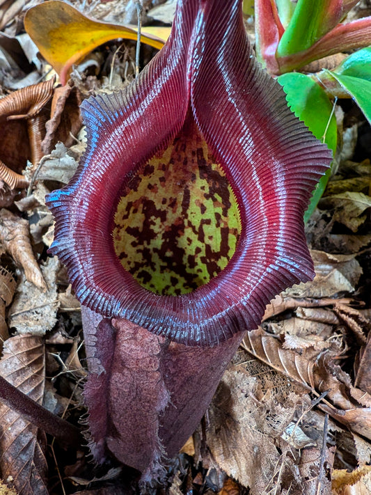 Nepenthes rajah x robcantleyi BE-4019