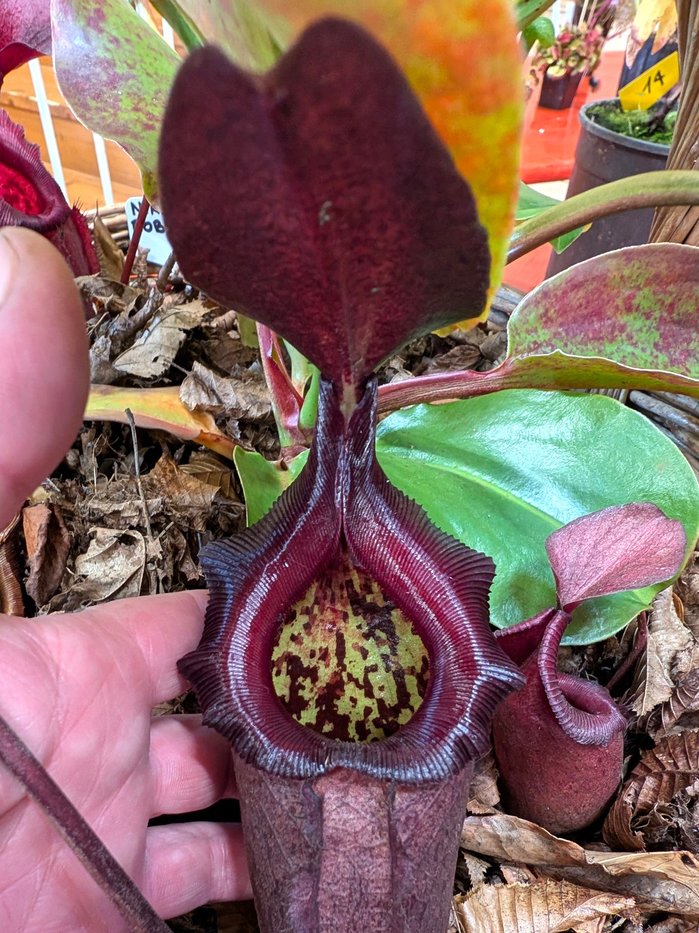 Nepenthes rajah x robcantleyi BE-4019