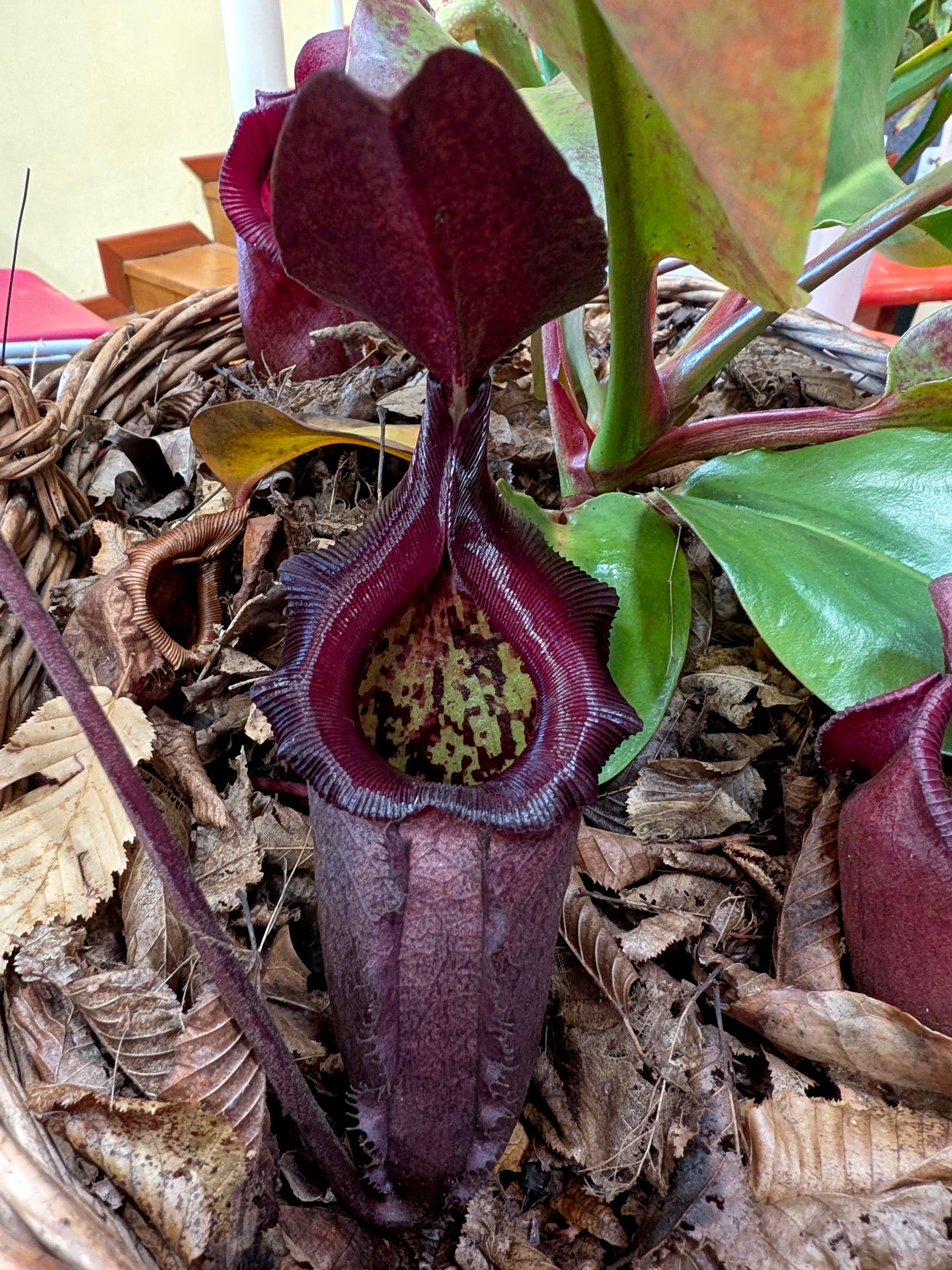 Nepenthes rajah x robcantleyi BE-4019