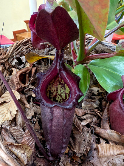 Nepenthes rajah x robcantleyi BE-4019