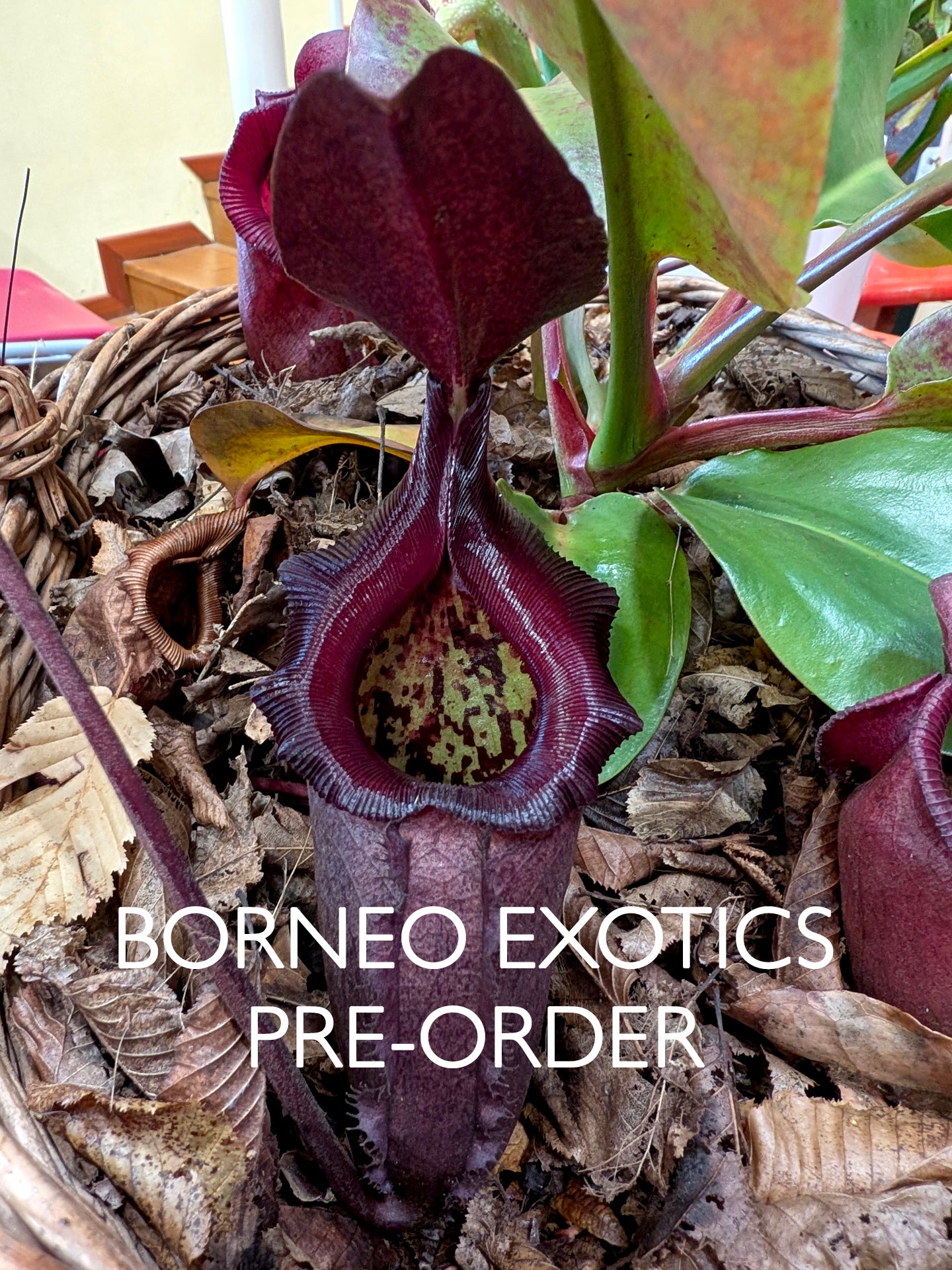 Nepenthes rajah x robcantleyi BE-4019