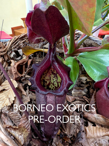 Nepenthes rajah x robcantleyi BE-4019