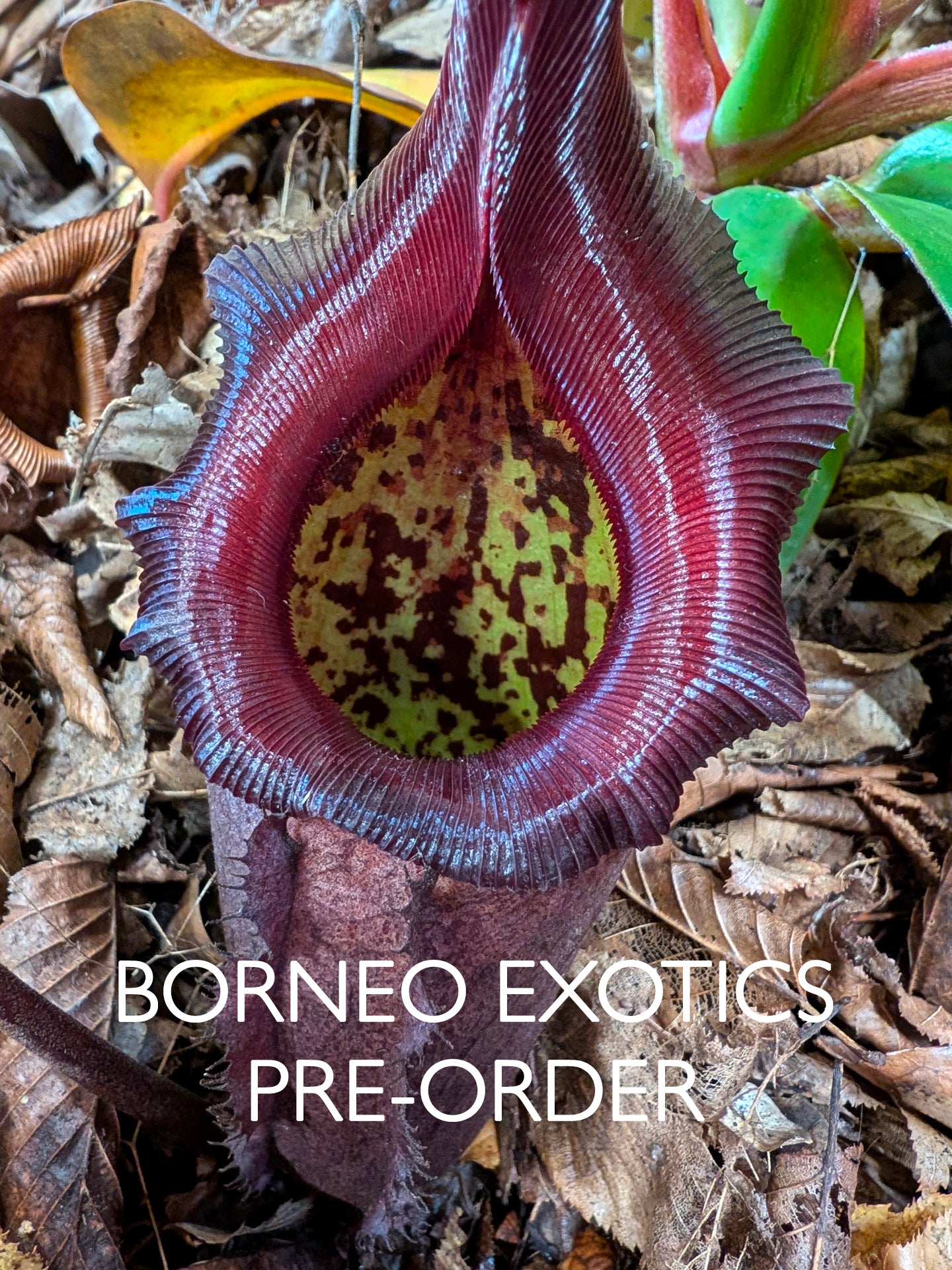 Nepenthes rajah x robcantleyi BE-4019