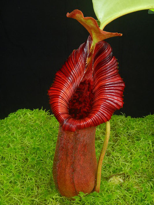 Nepenthes  x "Trusmadiensis" x robcantleyi  BE-4022