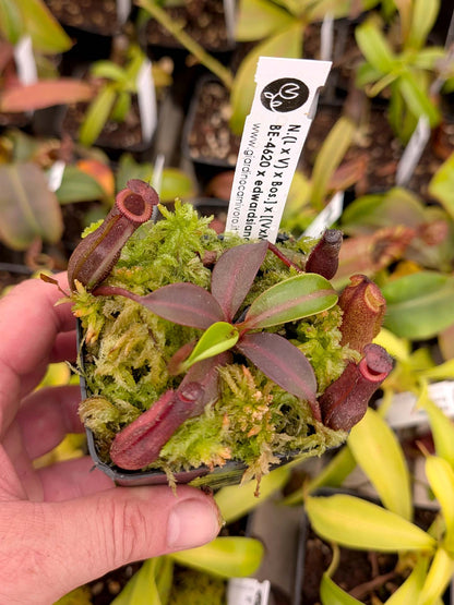 ASTA 3 : N. {[(lowii x veitchii) x boschiana] x [(veitchii x maxima) x veitchii]} x edwardsiana - Selected Clone 2 - FC-145: BE-4620