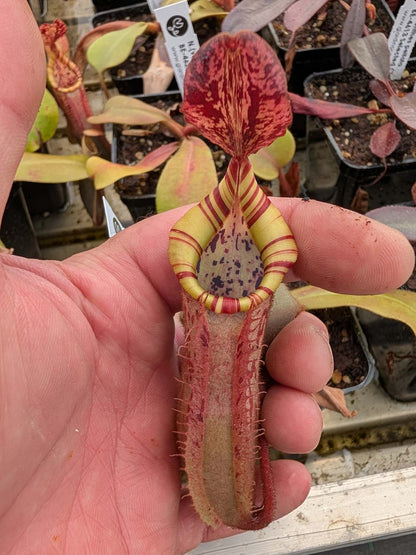 Nepenthes (veitchii x platychila) x veitchii BE-4623