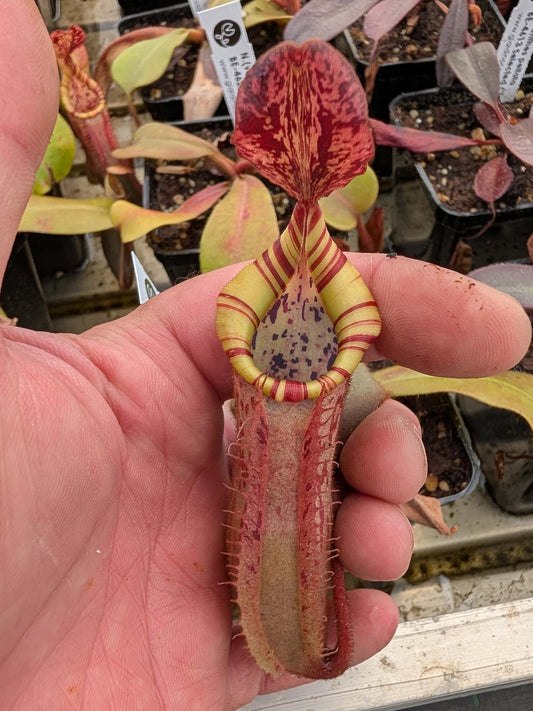 Nepenthes (veitchii x platychila) x veitchii BE-4623