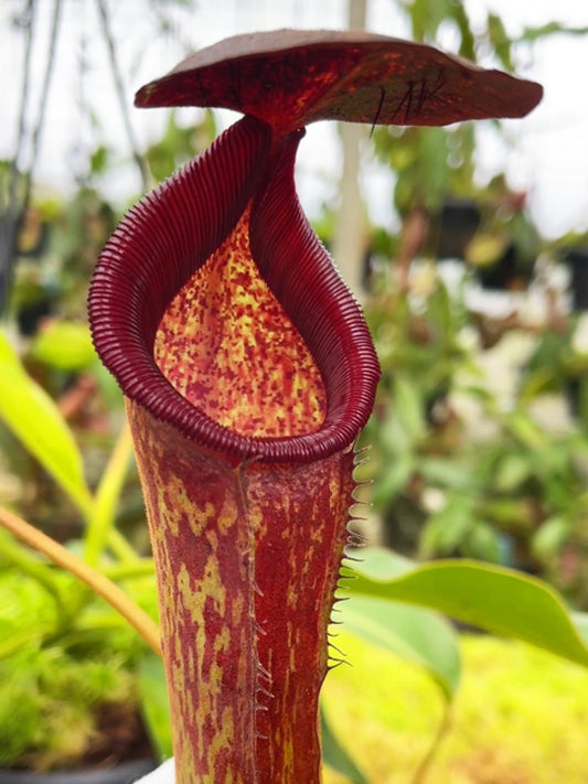Nepenthes klossii x lowii BE-4634 Assorted clones