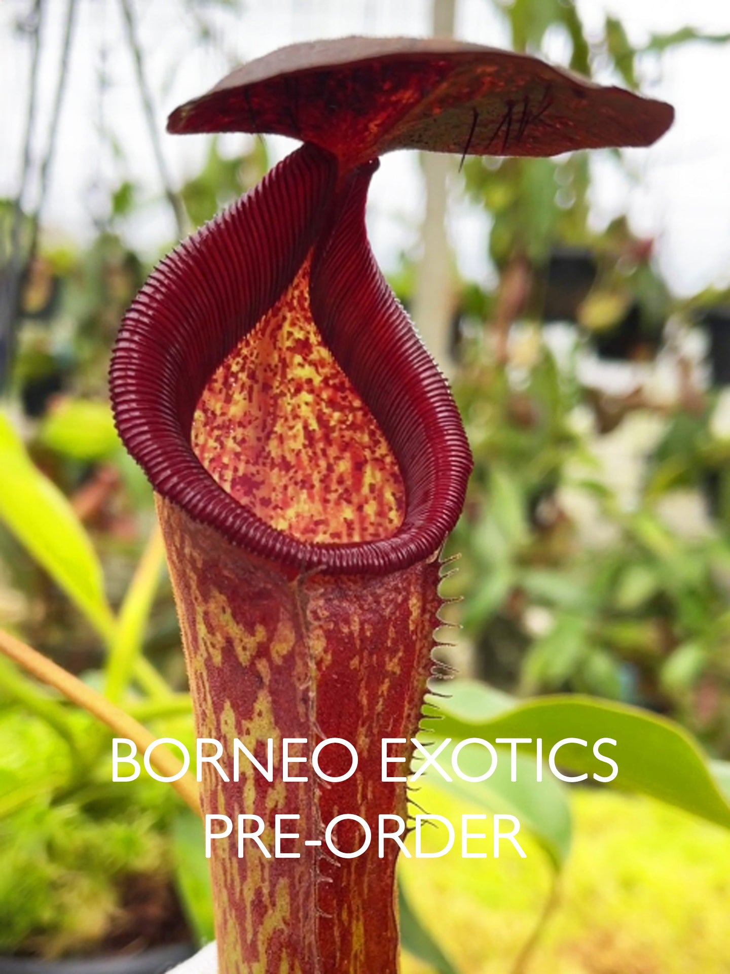 Nepenthes klossii x lowii  BE-4634 Assorted clones