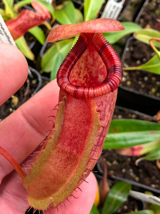 Nepenthes ventricosa x ephippiata BE-4639