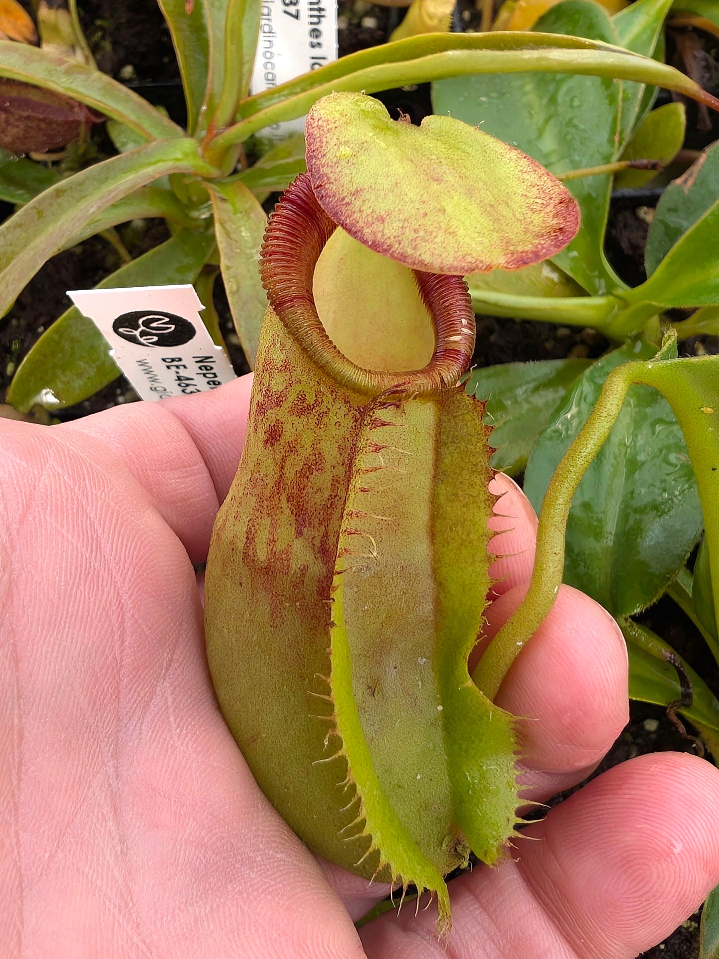 Nepenthes spathulata x ephipphiata  BE-4642