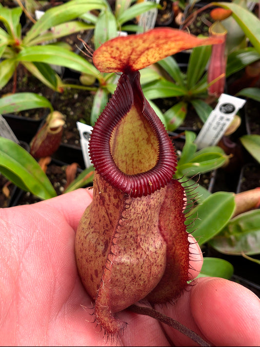 Nepenthes 'Viking' x hamata 'Tambusisi' BE-3685