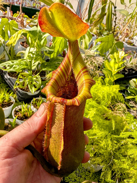 Nepenthes  x "Trusmadiensis" x robcantleyi  BE-4022