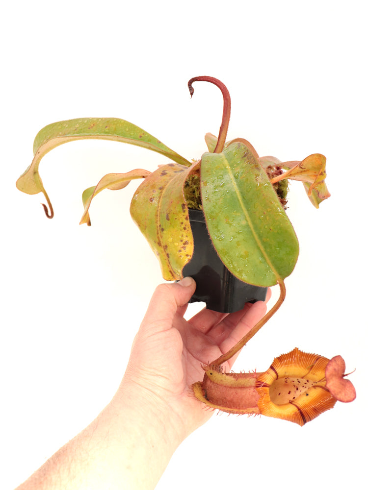 Nepenthes veitchii x (burbidgeae x edwardsiana)   BE-4053  Different Clones